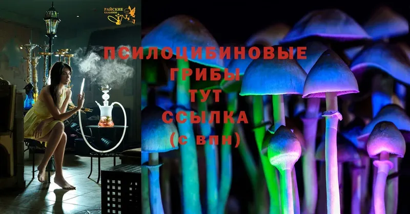 где продают наркотики  МЕГА как войти  Псилоцибиновые грибы Psilocybine cubensis  Орск 